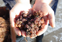Dessert Wine Grapes Napa Valley